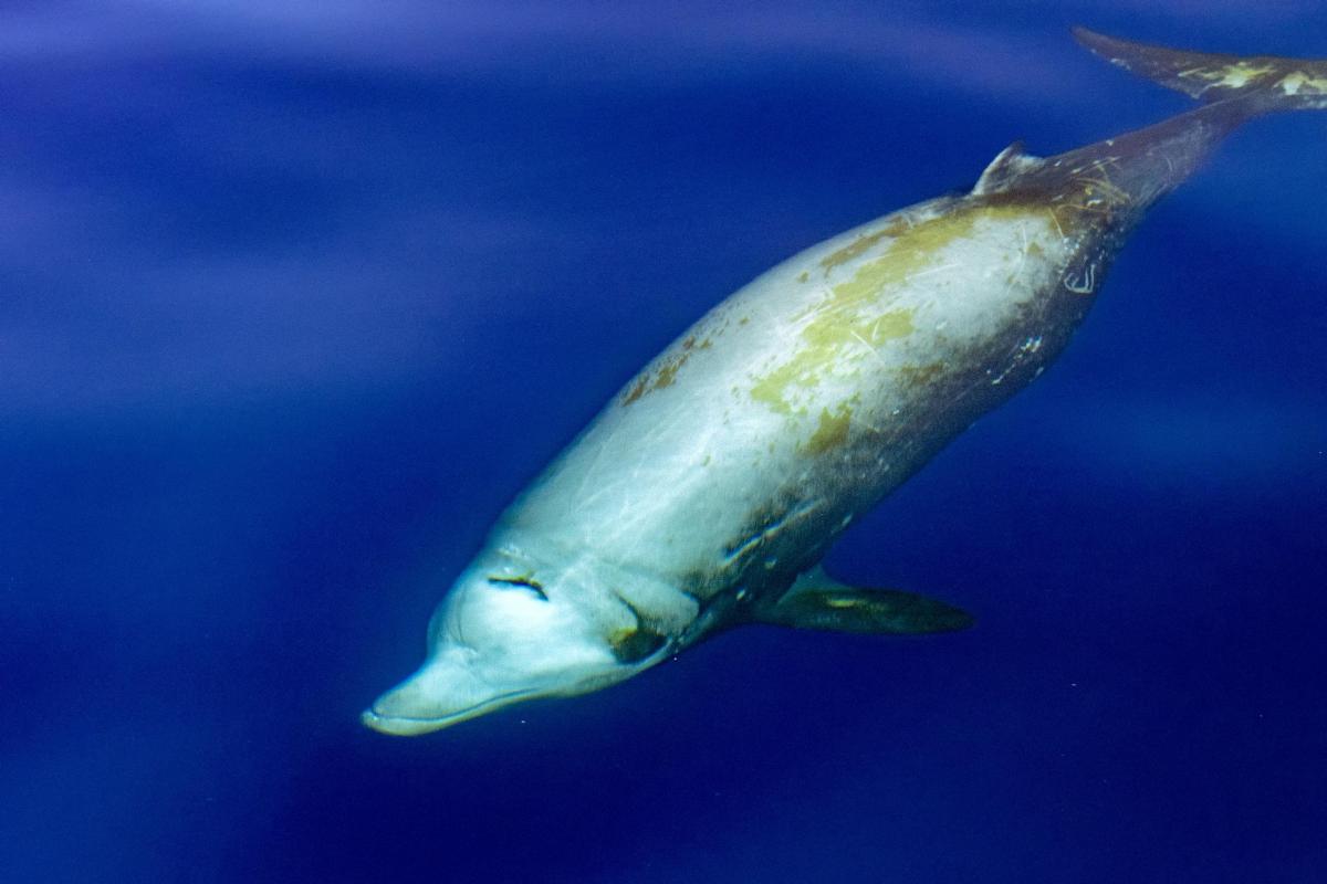 Ziphiidés - Définition et leurs différences avec les dauphins