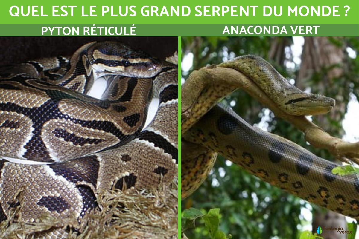 Quel est le plus grand serpent du monde ?