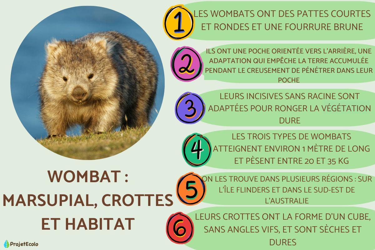 Wombat : marsupial, crottes et habitat