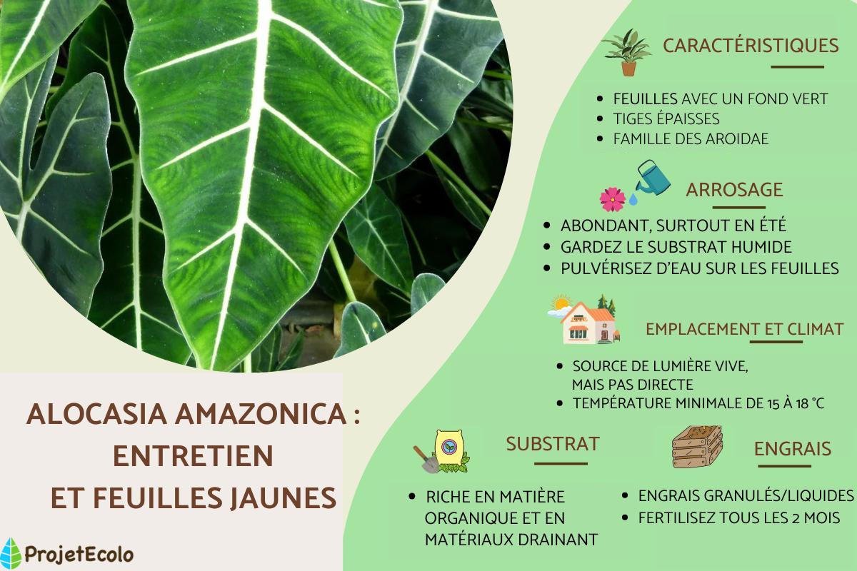 Alocasia amazonica : entretien et feuilles jaunes