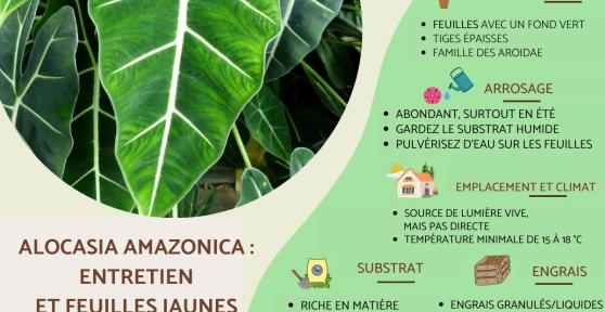 Alocasia amazonica : entretien et feuilles jaunes