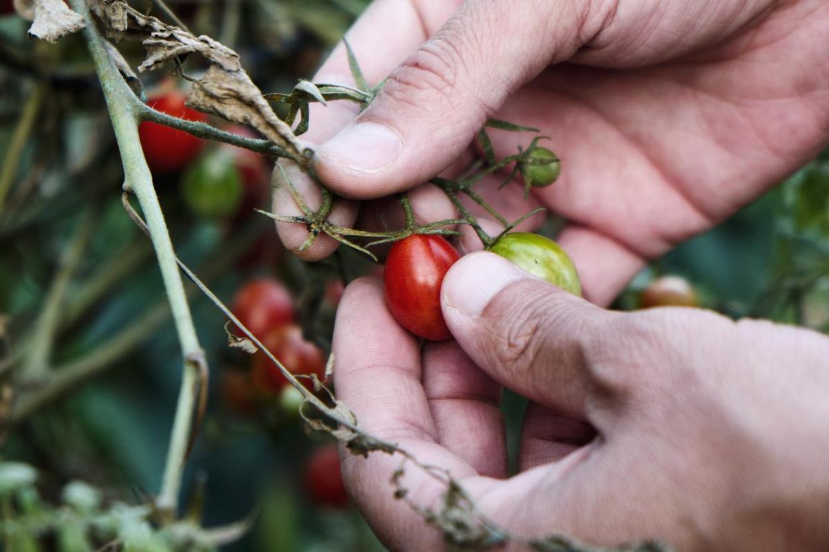 Comment planter les tomates cerises ?