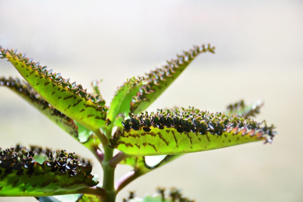 Kalanchoé : propriétés et contre-indications
