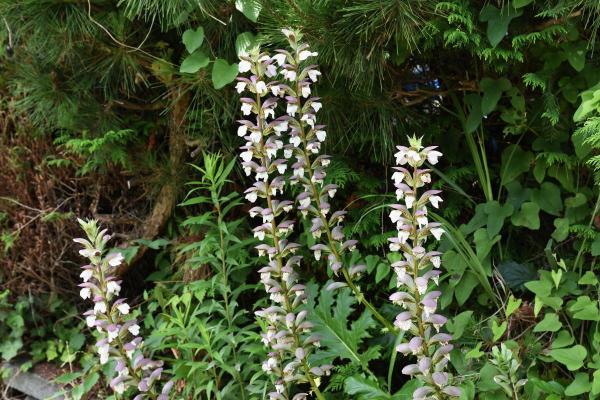 Fleurs de juillet - Acanthe à feuilles molles (Acanthus mollis)