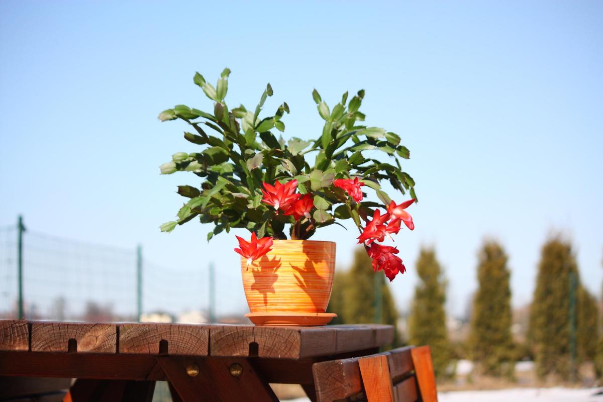 dragon tree dracaena care Kiwi Dragon Tree – Dracaena ‘kiwi Cane’