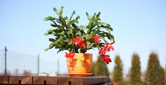 Comment bouturer un cactus de Noël ?