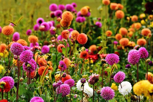Fleurs de juillet - Dahlia (Dahlia spp.)