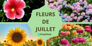 Fleurs de juillet