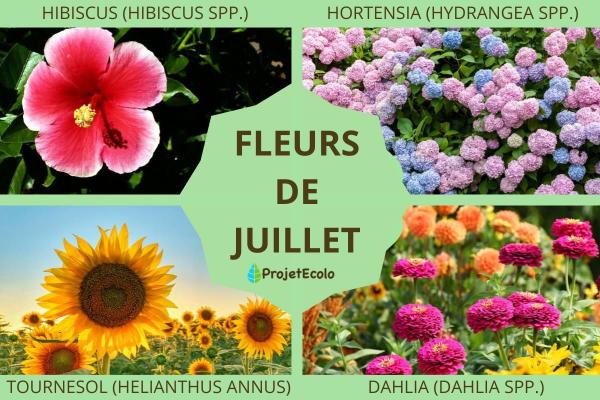 Fleurs de juillet