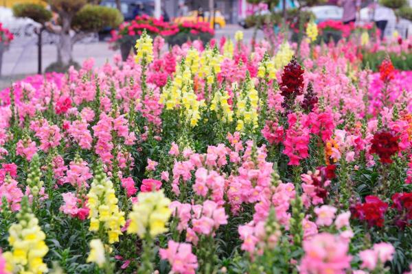 Fleurs de juillet - Grand Muflier (Antirrhinum majus)