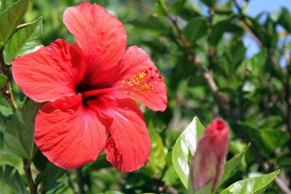 Fleurs de juillet - Hibiscus (Hibiscus spp.)