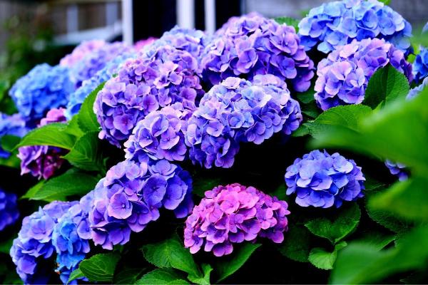Fleurs de juillet - Hortensia (Hydrangea spp.)