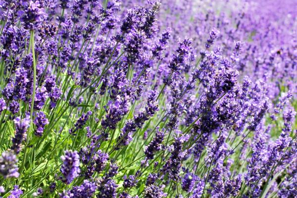 Fleurs de juillet - Lavande officinale (Lavandula angustifolia)