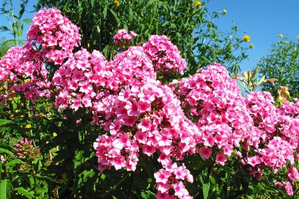 Fleurs de juillet - Phlox paniculé (Phlox paniculata)