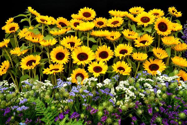 Fleurs de juillet - Tournesol (Helianthus annus)