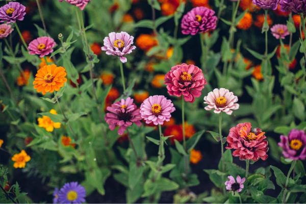 Fleurs de juillet - Zinnia (Zinnia spp.)