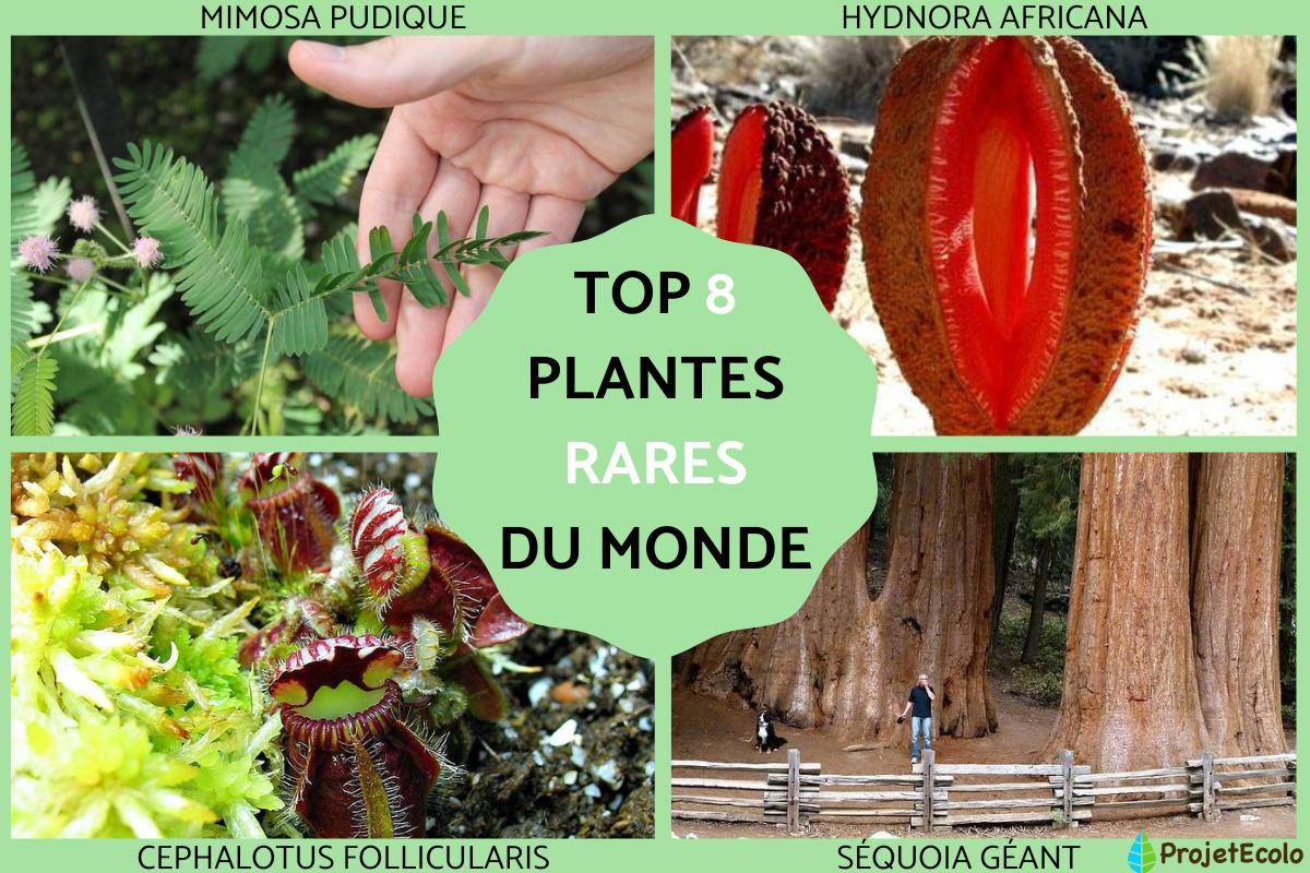 Nouveau ! Adenium obesum « Mixte » 6 PLANTES GREFFÉES Gain de