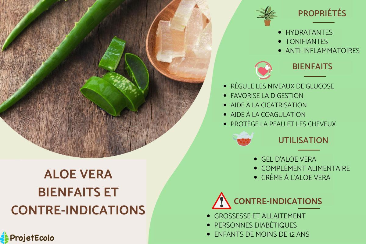 Aloe vera : propriétés, bienfaits et contre-indications