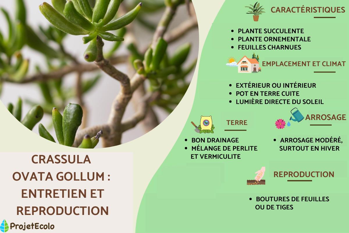 Crassula ovata gollum ou oreille de Shrek : entretien et reproduction