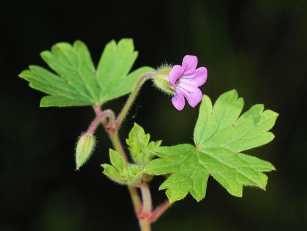 Variétés de géraniums - Géranium à feuilles rondes (Geranium rotundifolium L.)