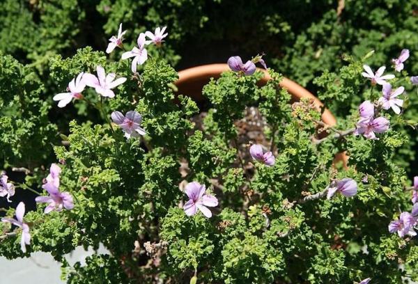 Variétés de géraniums - Géranium citron (Pelargonium crispum)