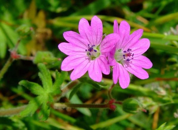 Variétés de géraniums - Géranium colombin (Geranium columbinum L.)