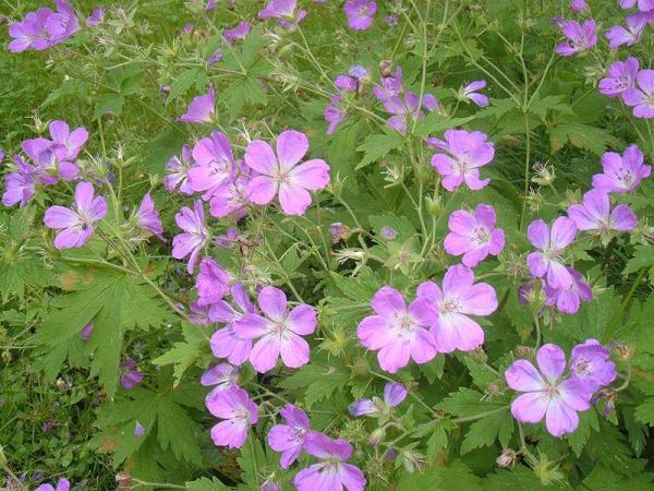 Variétés de géraniums - Géranium des bois (Geranium sylvaticum L.)