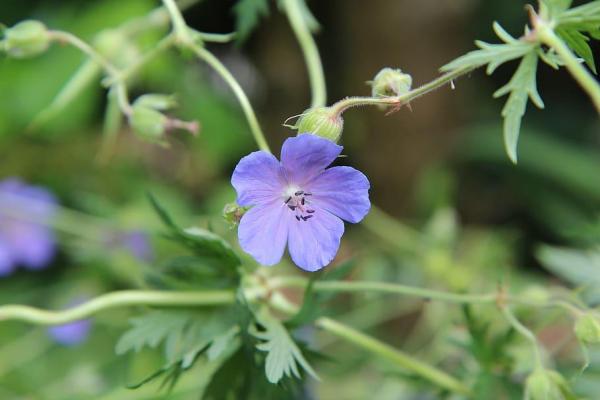 Variétés de géraniums - Géranium fluet (Geranium pusillum L.)