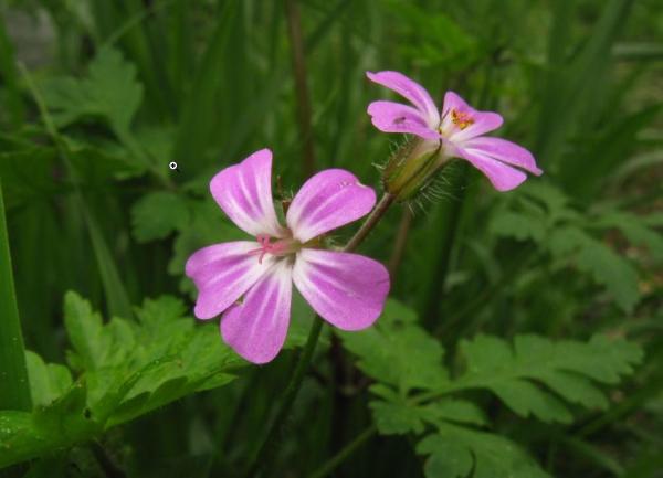 Variétés de géraniums - Géranium Herbe à Robert (Geranium robertianum L.)