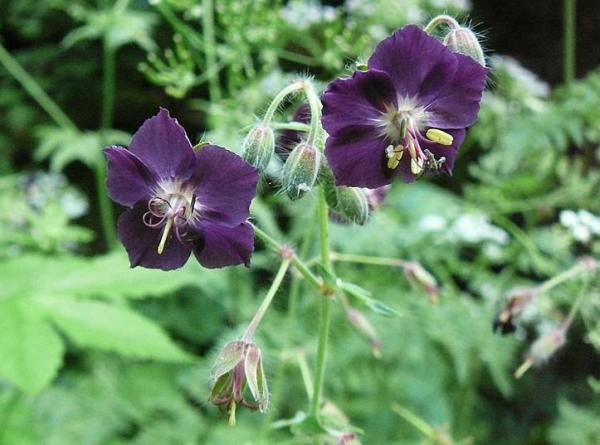 Variétés de géraniums - Géranium livide (Geranium phaeum L.), l'une des curieuses variétés de géraniums à fleurs