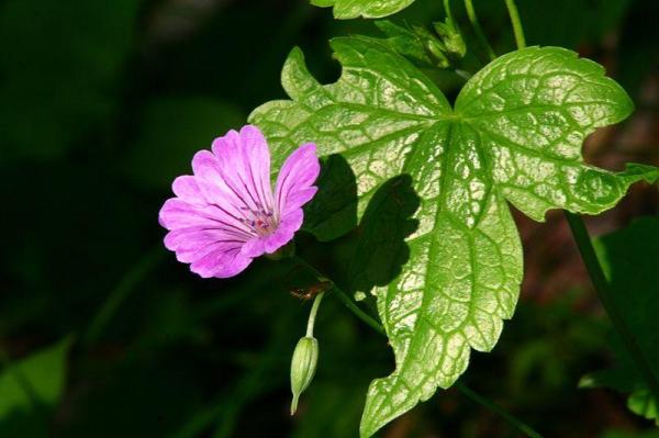 Variétés de géraniums - Géranium noueux (Geranium nodosum L.)