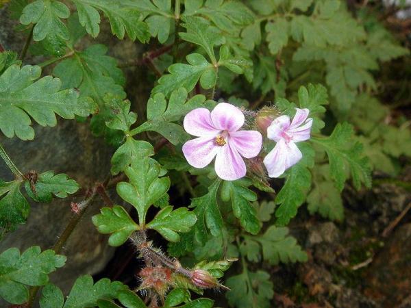 Variétés de géraniums - Géranium pourpré (Geranium purpureum)