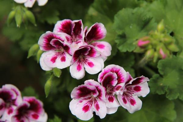 Variétés de géraniums - Pélargonium à grandes fleurs (Pelargonium grandiflorum)