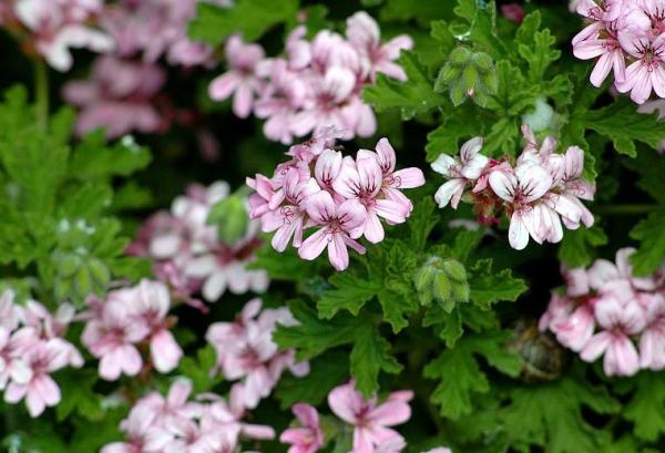 Variétés de géraniums - Pelargonium citrosum, un géranium anti-moustique très odorant