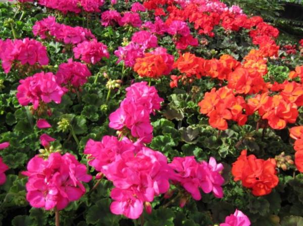 Variétés de géraniums - Pelargonium hortorum