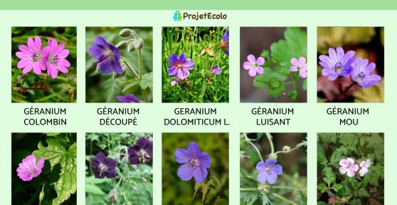 Variétés de géraniums