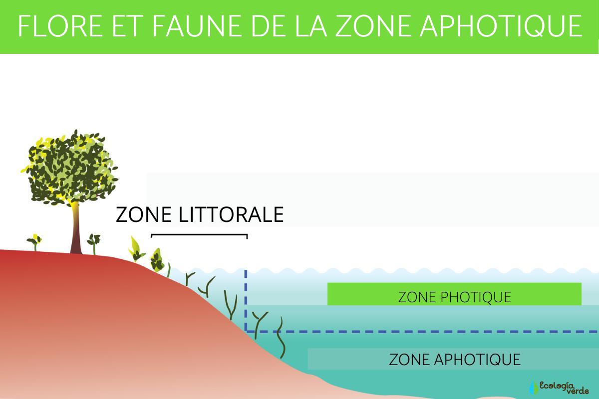 Zone aphotique : Définition, flore et faune