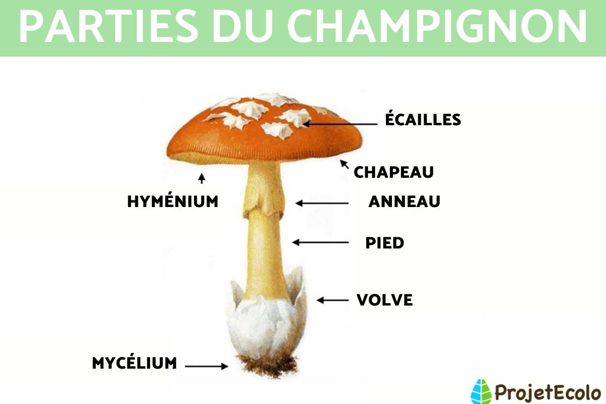 Parties du champignon