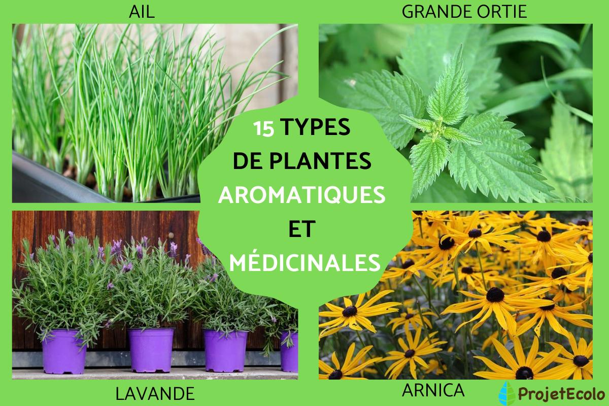 LISTE des PLANTES AROMATIQUES et MDICINALES- Dcouvrez 15 TYPES