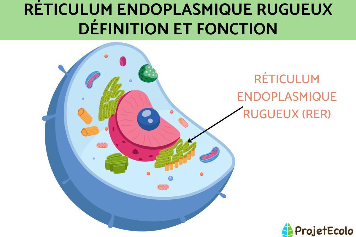 Réticulum endoplasmique rugueux : définition et fonction