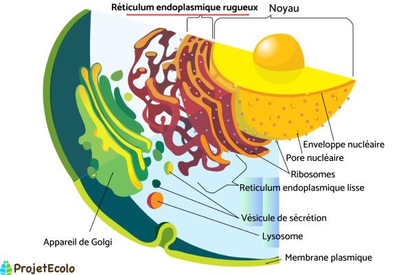 Réticulum endoplasmique rugueux : définition et fonction - Structure du réticulum endoplasmique rugueux