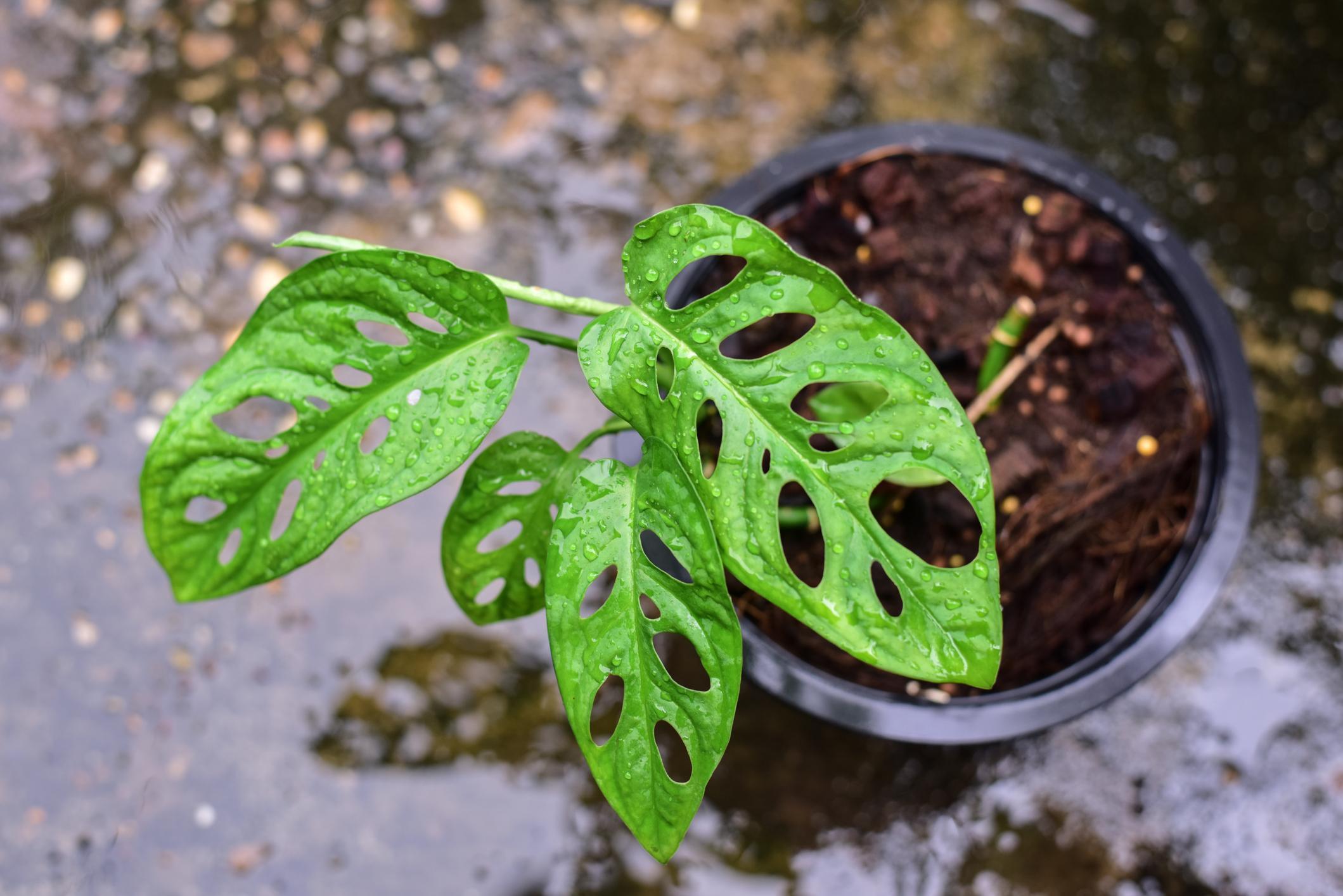 MONSTERA OBLIQUA ENTRETIEN Guide complet ! Variété Monstera, Monstera lumière, plante à trou...