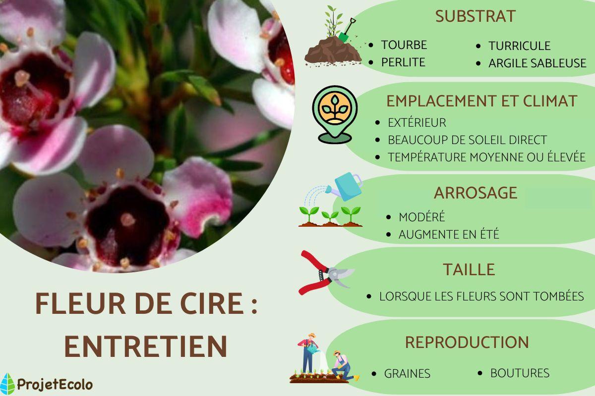 Fleur de cire : entretien