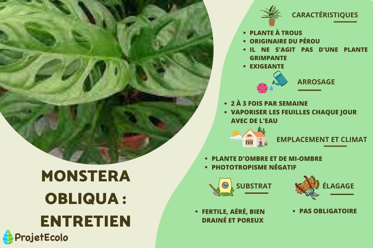 MONSTERA OBLIQUA : ENTRETIEN - Guide complet ! Varit Monstera, Monstera  lumire, plante  trou...