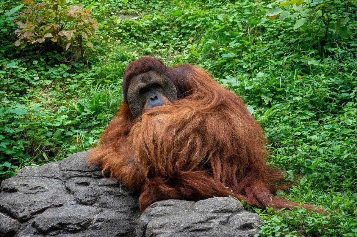 Pourquoi les orangs-outans sont-ils menacés d'extinction ?