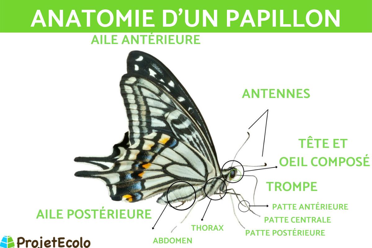 Anatomie d'un papillon - Pattes, ailes, squelette avec schéma