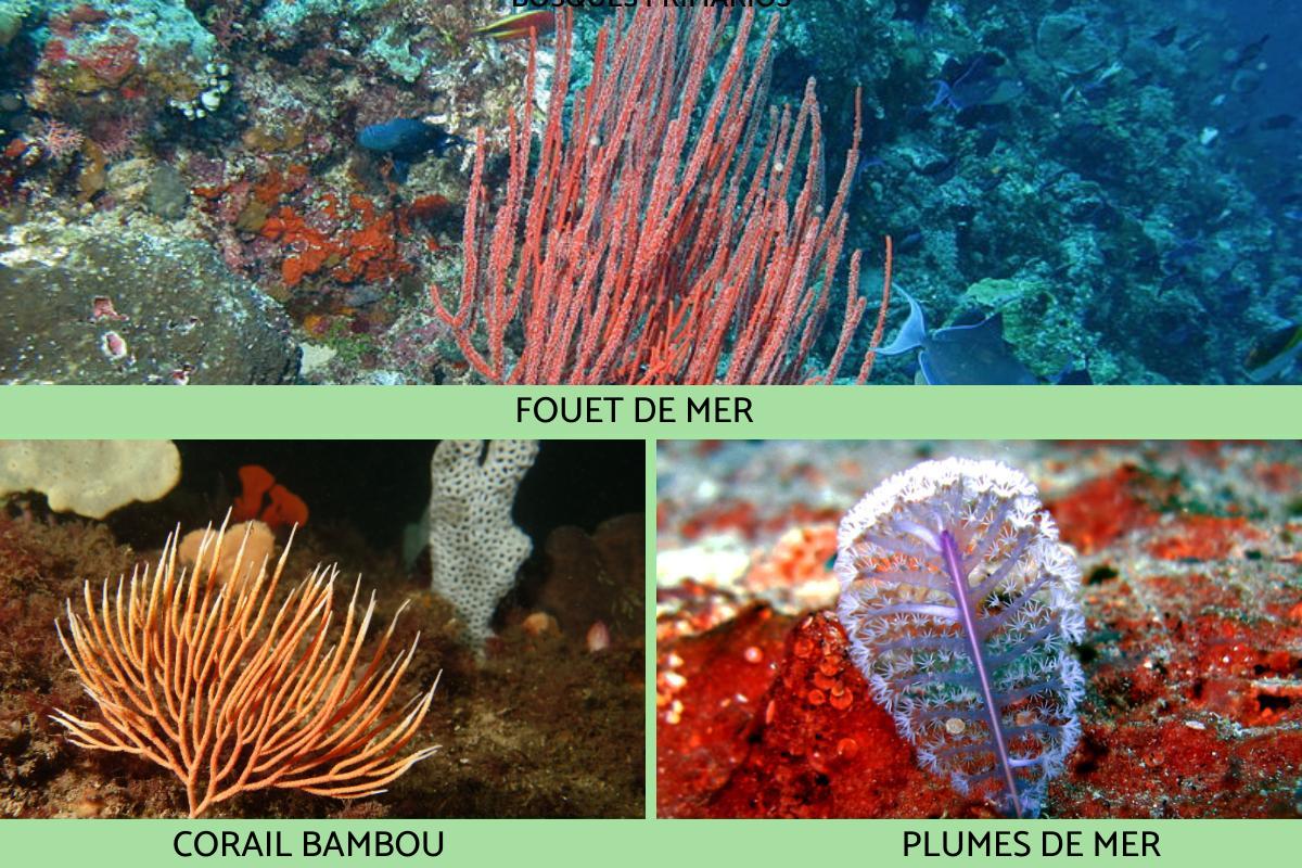 coraux-mous-d-finition-caract-ristiques-types-et-nourriture