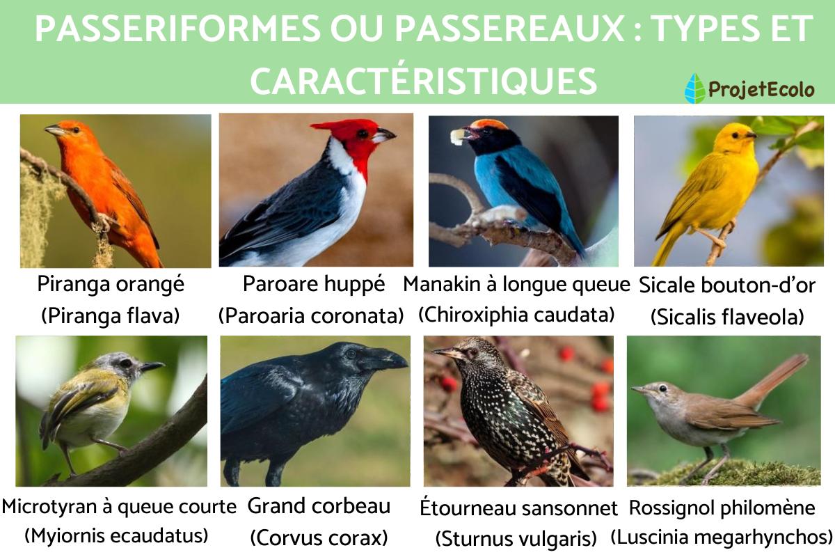 Passeriformes ou passereaux : types et caractéristiques