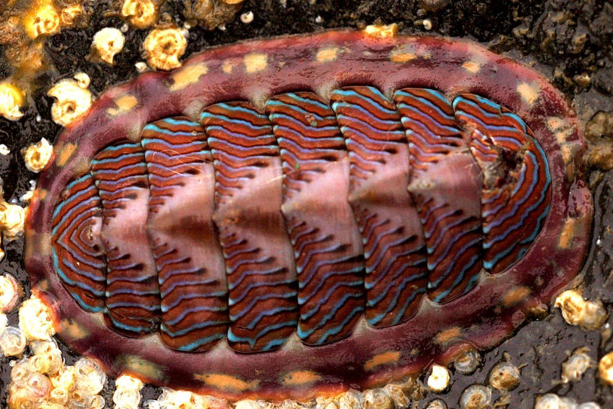 Chitons : Caractéristiques, alimentation et habitat