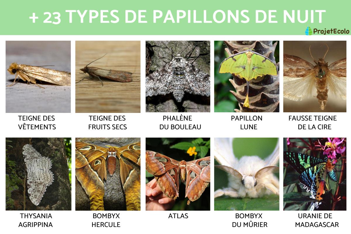 Types de papillons de nuit